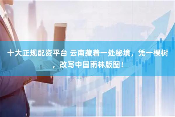 十大正规配资平台 云南藏着一处秘境，凭一棵树，改写中国雨林版图！